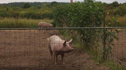 Schweine im Vierfelderhof.