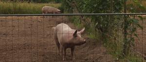 Schweine im Vierfelderhof.