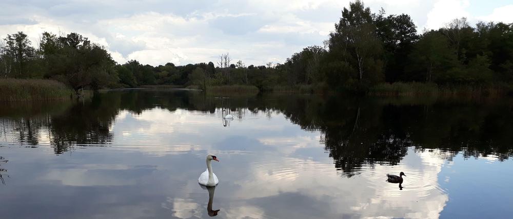 Blick auf den Köppchensee.