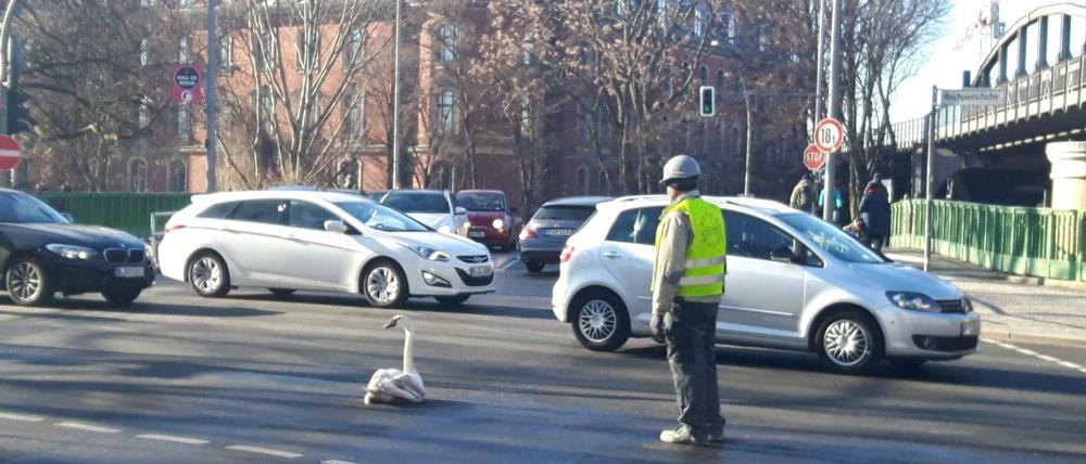 Da schwante den Autofahrern nichts Gutes - ein Schwan blockierte am Mittwochmorgen den Berufsverkehr in Kreuzberg