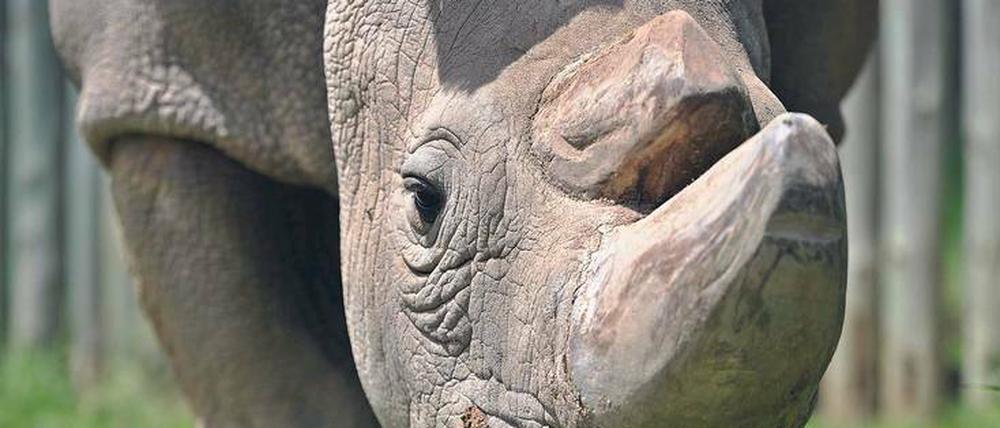 Eingeschläfert. Sudan sei ein liebes Tier gewesen, sagt sein ehemaliger Pfleger. Das Bild entstand vor zwei Jahren.