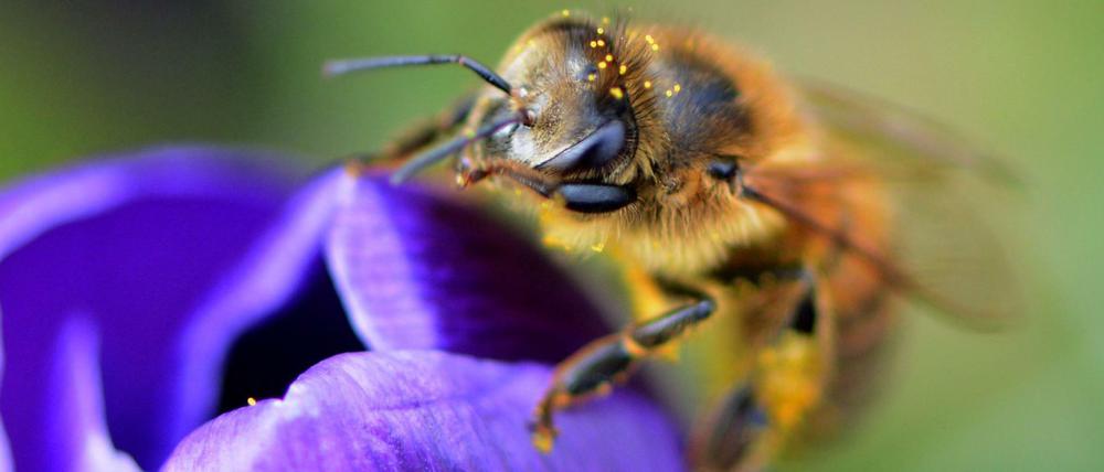 Eine Biene sammelt Blütenstaub in einer Krokusblüte. 