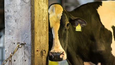 Wohin mit der Milch? Die Molkereien, die im Raiffeisenverband organisiert sind, wollen helfen. 