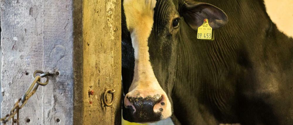 Wohin mit der Milch? Die Molkereien, die im Raiffeisenverband organisiert sind, wollen helfen.