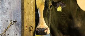 Wohin mit der Milch? Die Molkereien, die im Raiffeisenverband organisiert sind, wollen helfen. 