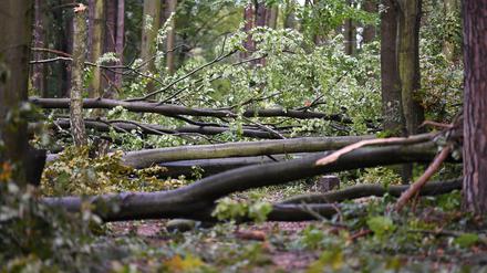 Der Berliner Wald verliert an Fläche, die meisten Bäume fallen allerdings Stürmen zum Opfer.