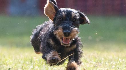 Kann ein Dackel zum Kampfhund werden?