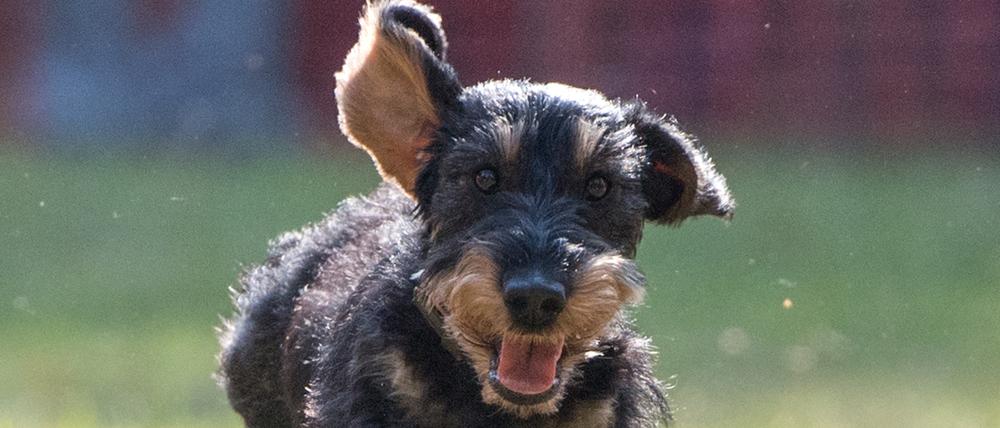 Kann ein Dackel zum Kampfhund werden?