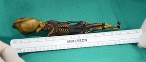 Aufnahme der 2003 in der Atacama-Wüste entdeckten Mumie