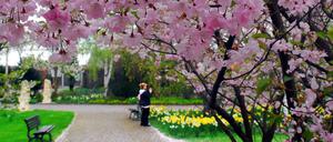 Jedes Jahr eine Attraktion in den Gärten der Welt: die Kirschblüte. (Archivbild)