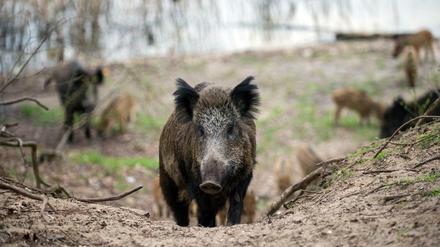 Wildschweine in einem Waldgebiet im Stadtbezirk Tegel in Berlin.