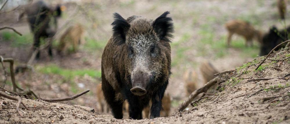 Wildschweine in einem Waldgebiet im Stadtbezirk Tegel in Berlin.