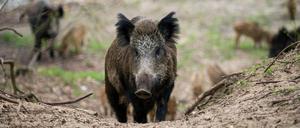 Wildschweine in einem Waldgebiet im Stadtbezirk Tegel in Berlin.