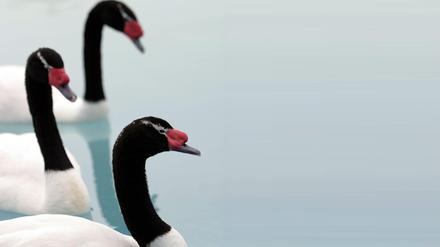 Schwäne leben in strenger Monogamie.