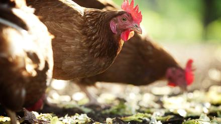 Mehr als Fleischlieferanten. Hühner verwandeln Essensreste in Eier.