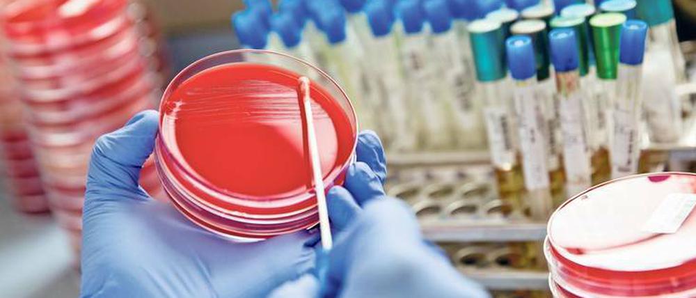 Test auf resistente Bakterien: Weltweit ist der Verbrauch von Reserve-Antibiotika gestiegen, die als letzte Waffe gegen resistente Mikroben wie MRSA (Methicillin Resistente Staphylokokkus Aureus) gelten.