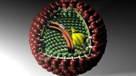 Modell eines Borna-Virus, das in seltenen Fällen auch Menschen gefährlich werden kann. 