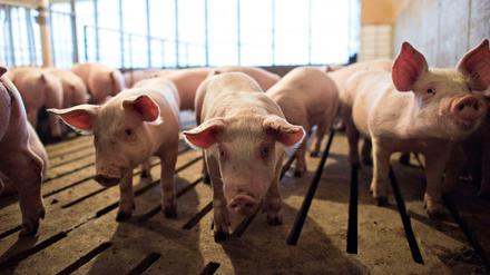 Eine Schweinezucht in Walcott im US-Bundesstaat Iowa 