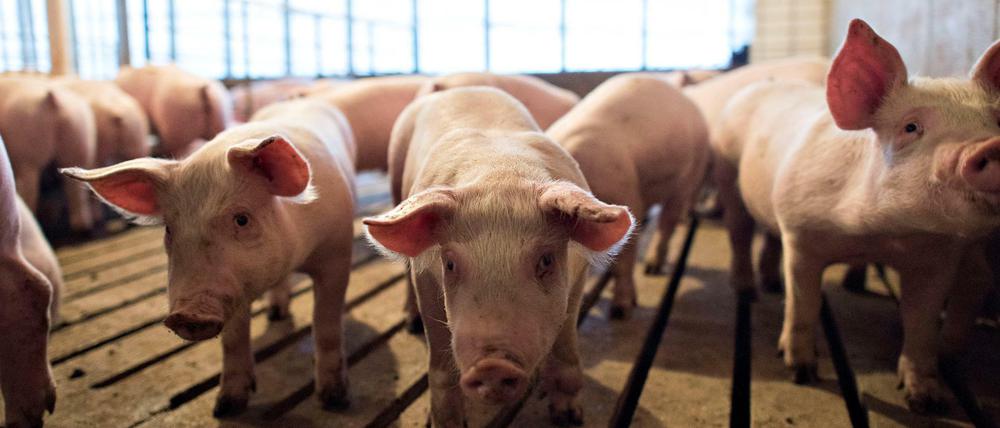 Eine Schweinezucht in Walcott im US-Bundesstaat Iowa