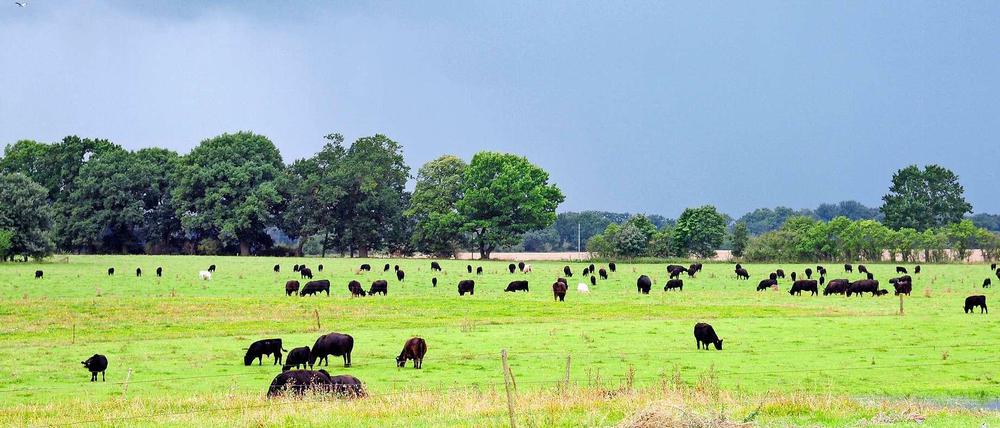 Weide und Weite. Glückliche Rinder vom Gut Hesterberg in Lichtenberg bei Neuruppin.