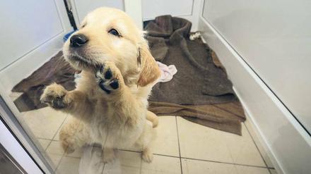 Gefragte Ware. Dieser junge Golden Retriever wurde in einem illegalen Tiertransporter entdeckt.