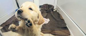 Gefragte Ware. Dieser junge Golden Retriever wurde in einem illegalen Tiertransporter entdeckt.