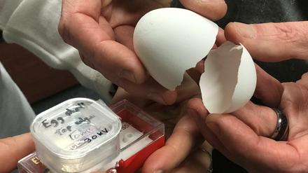 Harte Schale, gar kein Kern: Die natürliche Verpackung von Hühnereiern wird im Labor des Zahnmediziners Marc D. McKee untersucht.