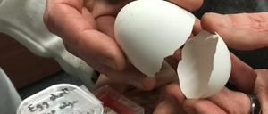 Harte Schale, gar kein Kern: Die natürliche Verpackung von Hühnereiern wird im Labor des Zahnmediziners Marc D. McKee untersucht. 