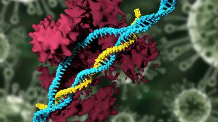 Die DNS-Helix an der richtigen Stelle greifen und nur dort schneiden - das gelingt der Genschere Crispr wohl doch besser als eine Facharbeit annahm.