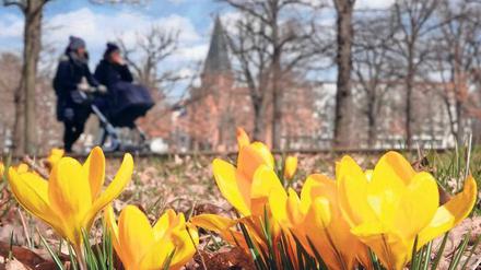 Frühlingsboten. Im Volkspark Friedrichshain ragen schon Krokusse aus dem Boden.