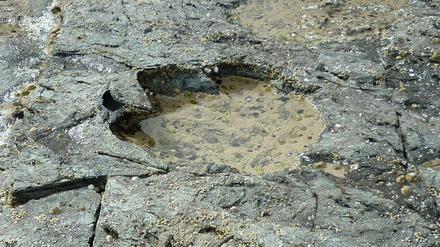Der 170 Millionen Jahre alte Fußabdruck eines Sauropoden in Schottland.
