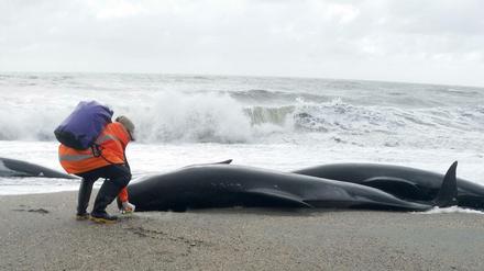 Ein Helfer markiert gestrandete Grindwale die an einem Strand in der Nähe von Haast auf der Südinsel Neuseelands liegen. 