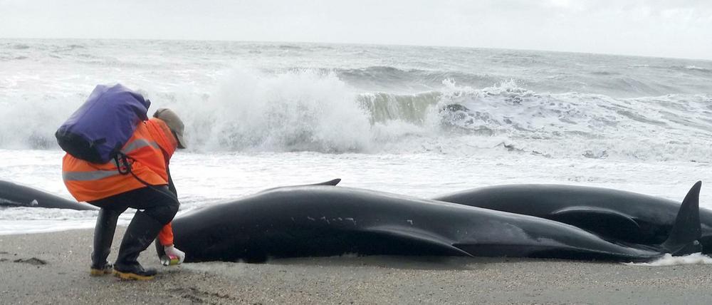 Ein Helfer markiert gestrandete Grindwale die an einem Strand in der Nähe von Haast auf der Südinsel Neuseelands liegen. 