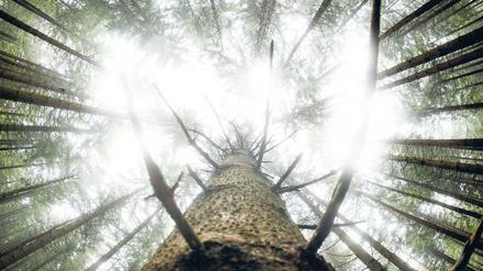 Grüne Gesellschaft. Die Bäume in Berlin und Brandenburg kämpfen jetzt um ihren Platz im Wald.
