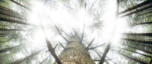 Grüne Gesellschaft. Die Bäume in Berlin und Brandenburg kämpfen jetzt um ihren Platz im Wald.
