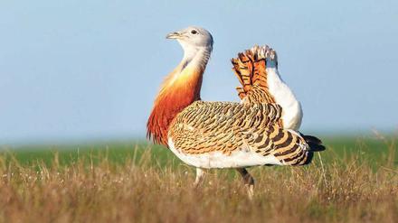 Unbeholfenes Flugobjekt. Ein Großtrappen-Hahn kann 15 Kilogramm und mehr wiegen. Er kann auch fliegen und ist damit wahrscheinlich das schwerste Tier überhaupt, das dazu in der Lage ist. Geholfen hat das der Art wenig. 