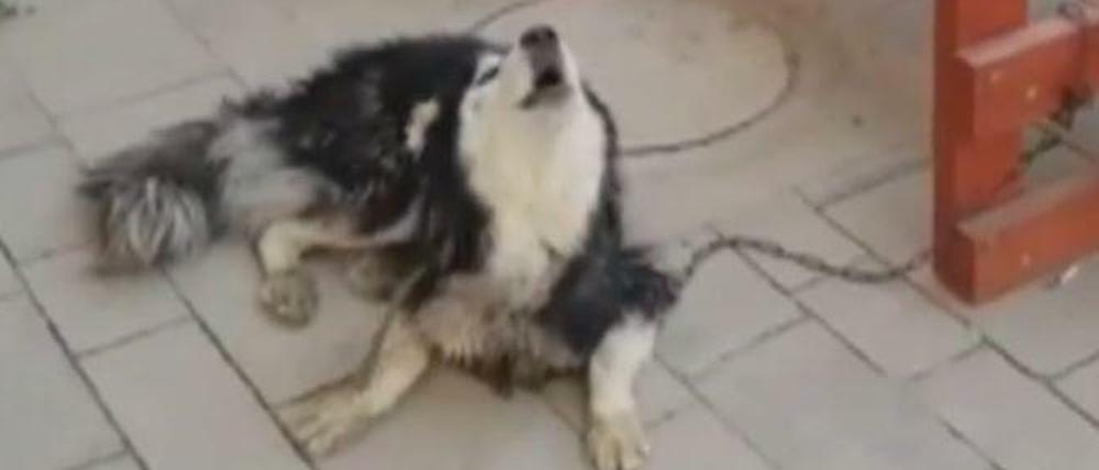 Toll! Ein vermisster Hund heult die Titelmelodie der Lieblingsserie seines Herrchens. Damit ist klar, wem der Hund gehört. Szene aus dem Video, mit dem die "heute"-Sendung am Dienstag im ZDF schloss.