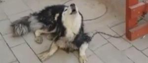 Toll! Ein vermisster Hund heult die Titelmelodie der Lieblingsserie seines Herrchens. Damit ist klar, wem der Hund gehört. Szene aus dem Video, mit dem die "heute"-Sendung am Dienstag im ZDF schloss.