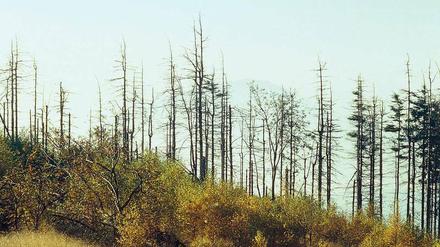Apokalyptisch. Es waren die Siebziger, die Zeit des Waldsterbens in Deutschland, der Giftkatastrophe im italienischen Seveso und des „stillen Frühlings“ aufgrund von DDT. Die Prognosen der Wissenschaftler des „Club of Rome“ trugen dazu bei, dass Umweltverschmutzung ernst genommen wurde und Politik und Gesetze sich änderten. 