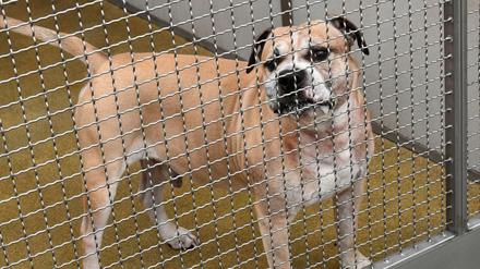 Der Staffordshire-Terrier-Mischling Chico im Tierheim Hannover.