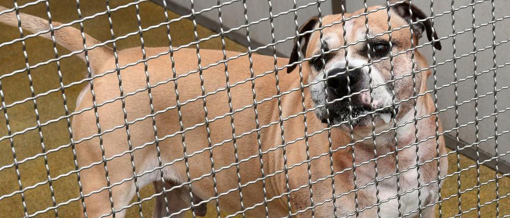 Der Staffordshire-Terrier-Mischling Chico im Tierheim Hannover.