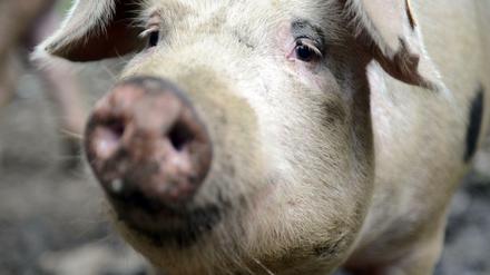 Noch mal Schwein gehabt. (Symbolbild)