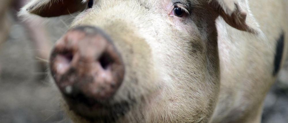 Noch mal Schwein gehabt. (Symbolbild)