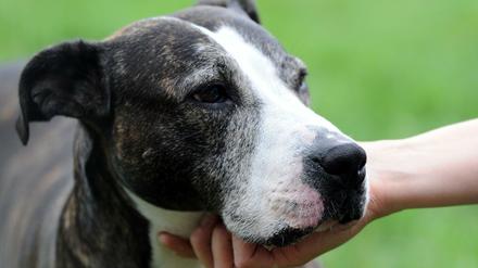 Eine American Staffordshire-Hündin (Symbolbild)