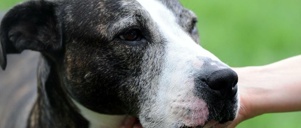 Eine American Staffordshire-Hündin (Symbolbild)