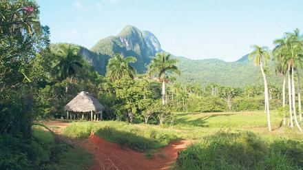Malerisch: Über dem Tal von Vinales in der Provinz Pinar del Rio thronen die Mogotes, steile Karsthügel, die aufgrund ihres einzigartigen Pflanzenbewuchses unter Naturschutz stehen.