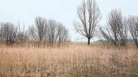Im Blankenburger Süden (Pankow) ist noch Platz für neue Wohnbauten.