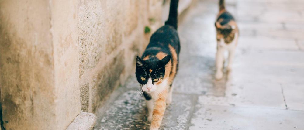 Bitte nicht mitnehmen: Wer streunende Hunde oder Katzen aus dem Urlaub mitbringt, läuft Gefahr, sich ein infiziertes Tier ins Haus zu holen.