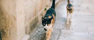 Bitte nicht mitnehmen: Wer streunende Hunde oder Katzen aus dem Urlaub mitbringt, läuft Gefahr, sich ein infiziertes Tier ins Haus zu holen.