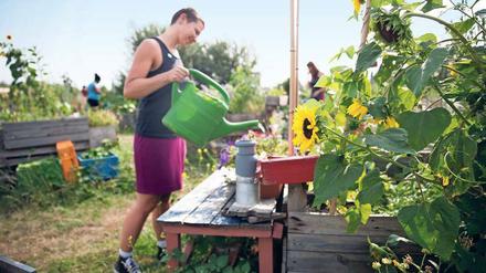 Bewusst ökologisch: Viele alternative Initiativen sorgen sich um die Natur und wollen der dominanten Konsumgesellschaft etwas entgegensetzen. Das Foto zeigt ein Urban-Gardening-Projekt auf dem Tempelhofer Feld in Berlin.